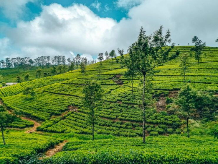Discover Ella ( 2 Nights 3 Days in Amazing Ella Sri Lanka ) - Booking Details for a Flexible Trip