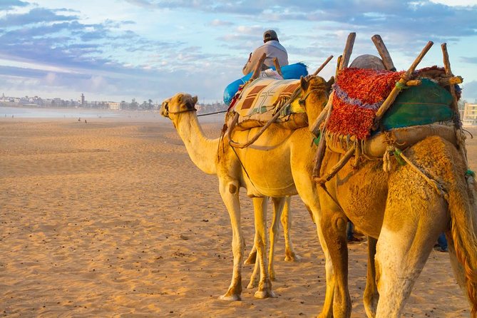 Discover Essaouira in One Day Trip From Agadir - Good To Know