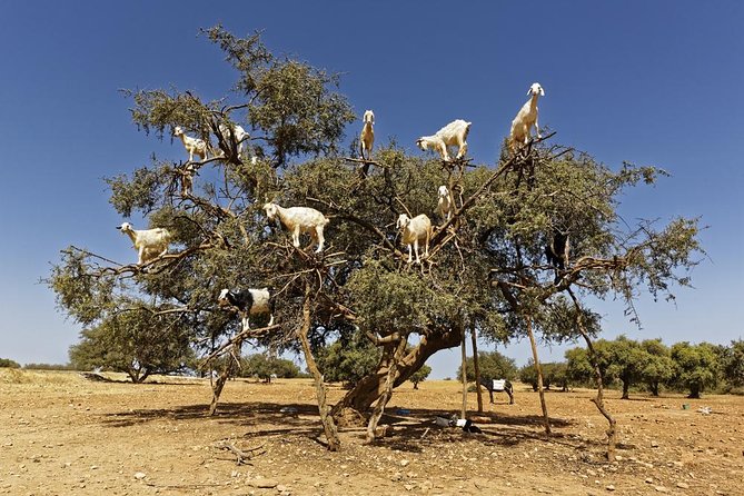 Discover Essaouira in One Day Trip From Agadir - Return to Agadir