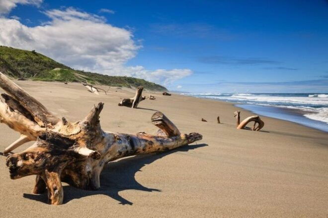Discover Fijian Culture and Reptiles - Discovering Fijis Rare Crested Iguanas
