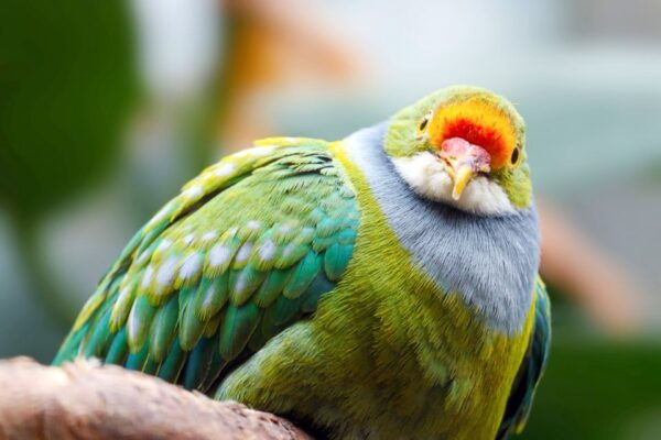 Discover Fijian Culture and Reptiles - Flexible Booking and Cancellation Policies