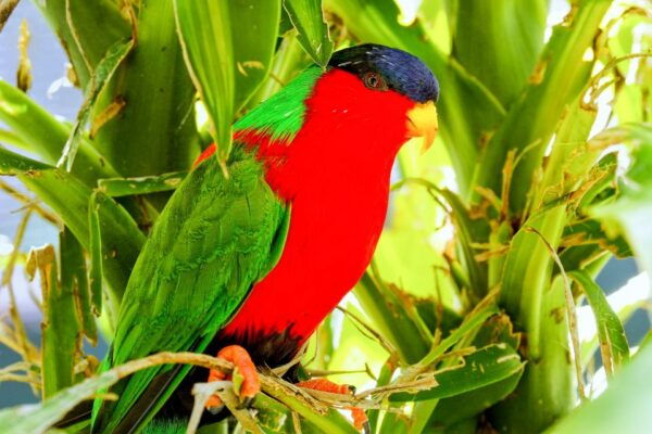 Discover Fijian Culture and Reptiles - Common Questions
