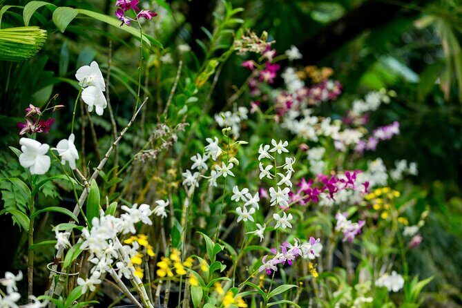 Discover Fiji's Key Attractions in Nadi for a Half-Day Visit - Good To Know