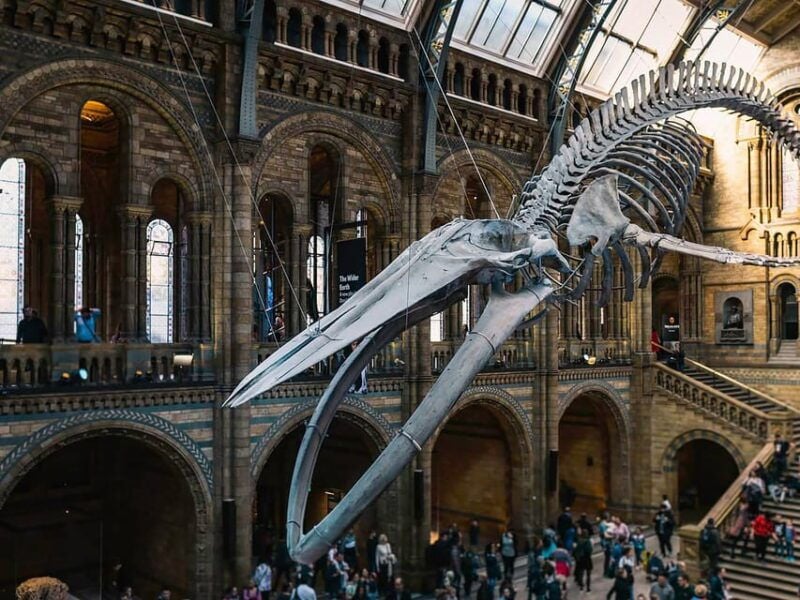 Discover Fossils & Gems at Natural History Museum - Meeting Point and Accessibility Information