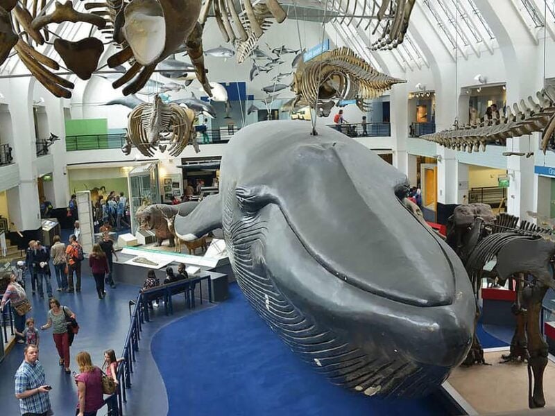 Discover Fossils & Gems at Natural History Museum - What to Expect During Your Visit