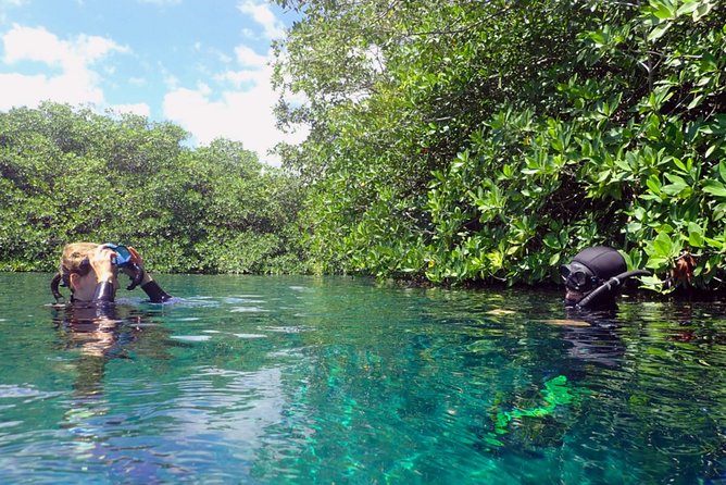 Discover Freediving in a Cenote in Tulum Mexico - Cancellation Policy