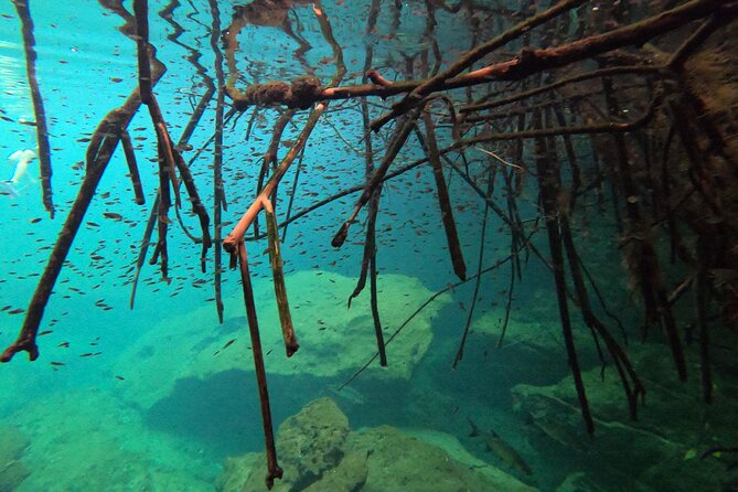 Discover Freediving in a Cenote in Tulum Mexico - Common Questions