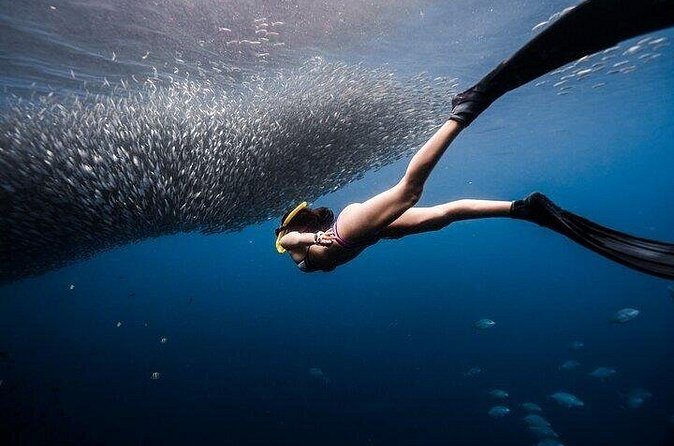 Discover Freediving One Amazing Day - Value for Money