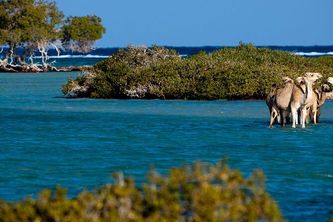 Discover Hamata Island With Snorkeling - Good To Know