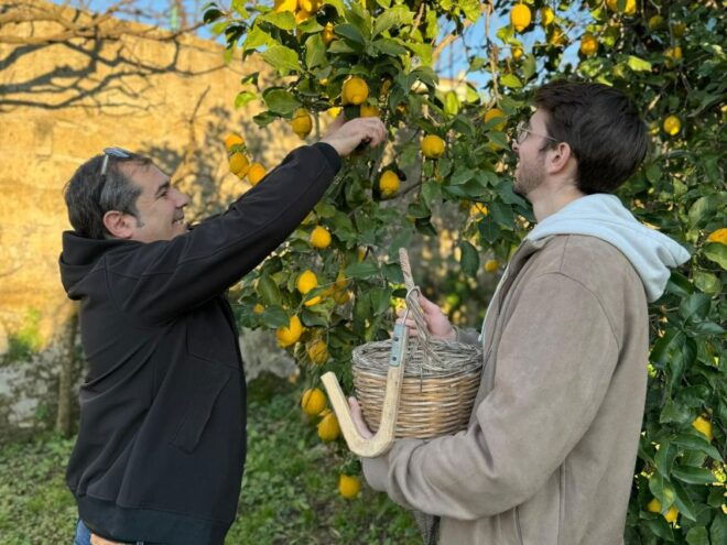 Discover, Harvest & Taste Sorrento Lemons - Limoncello & Lemonade Tasting