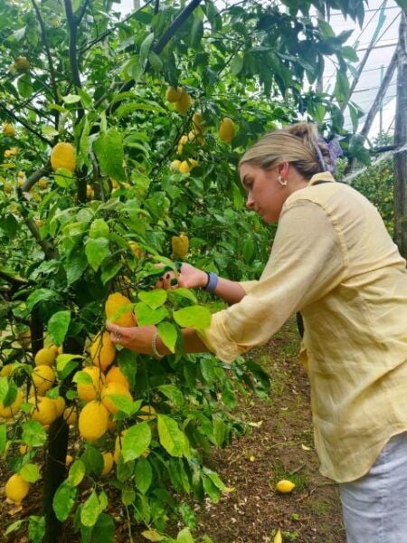 Discover, Harvest & Taste Sorrento Lemons - Hands-On Citrus Adventure