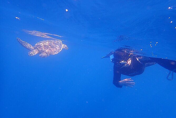 Discover Ishigaki's Hidden Treasures Snorkeling Tour at BlueCave - Good To Know