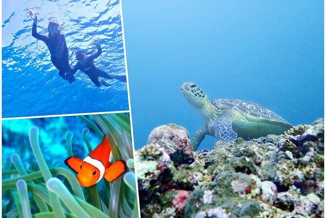 Discover Ishigaki's Hidden Treasures Snorkeling Tour at BlueCave - An Authentic Snorkeling Experience in Ishigaki