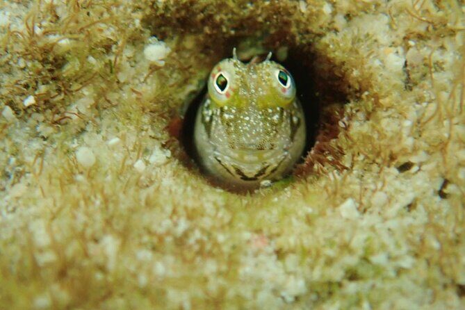 Discover Ishigaki's Hidden Treasures Snorkeling Tour at BlueCave - Practical Details and Value