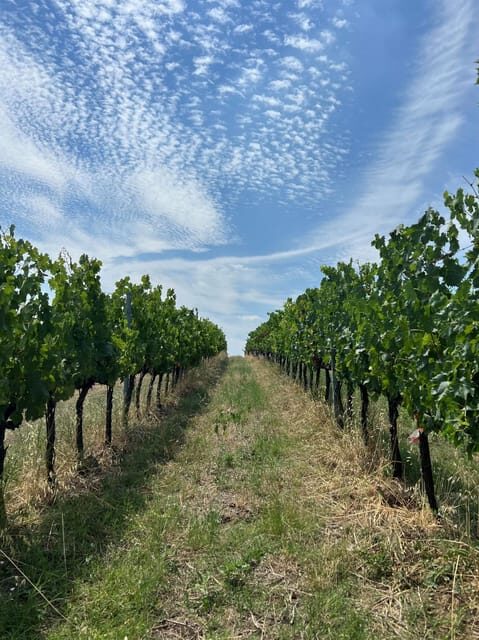 Discover Italian Wines: Exclusive Tasting at Tenuta La Viola - Good To Know