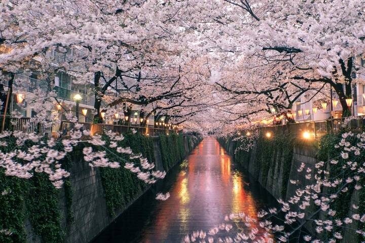 Discover Japan on a Budget: 8-Day Ultimate Starter by Vio Travel - What this eight-day Japan route really includes