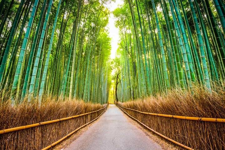 Discover Japan on a Budget: 8-Day Ultimate Starter by Vio Travel - Day 7: Osaka by fixed-route bus, then on your own