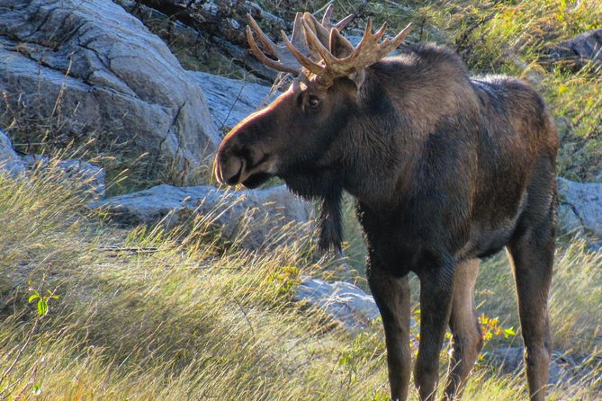 Discover Jasper and Its Wildlife - Product Code, Price, Copyright, and Terms & Conditions