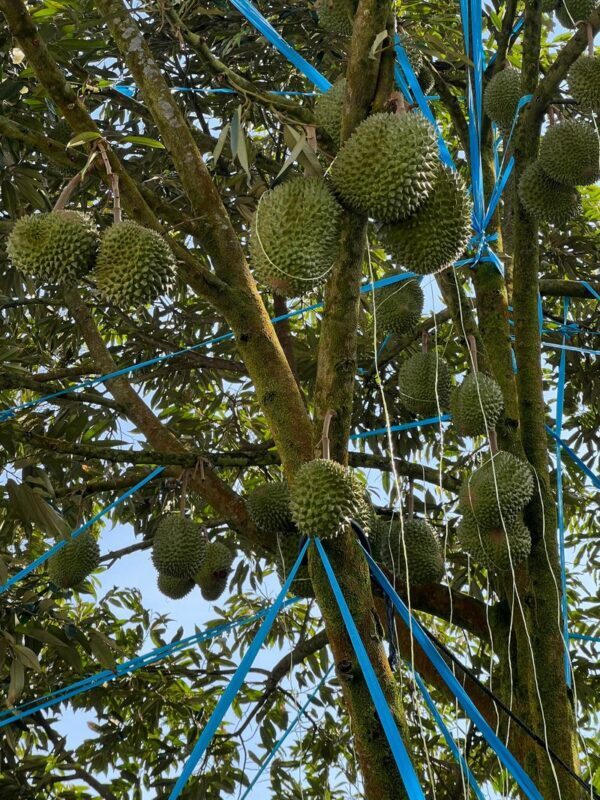 Discover Kuala Lumpur: Batu Caves, Genting Highlands & Durian Farm - Durian tasting: a special treat, not a universal inclusion