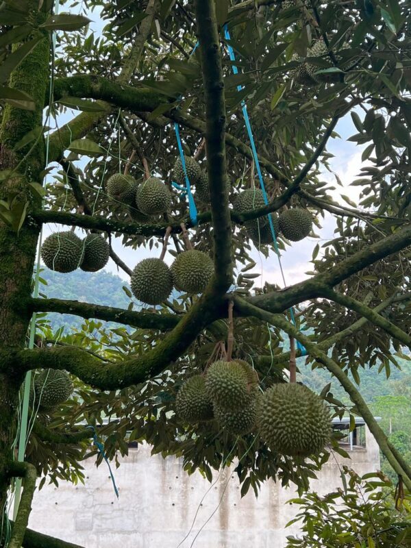 Discover Kuala Lumpur: Batu Caves, Genting Highlands & Durian Farm - The day’s timing and the practical trade-offs
