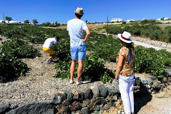 Discover Local Santorini Wine & Tasting - Cancellation Policy