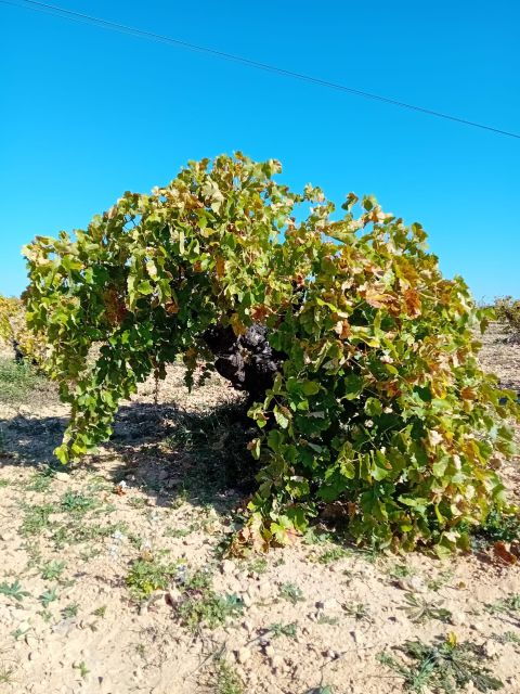 Discover Madrid's Best: Exclusive Wine Tour & Tastings Await - Good To Know