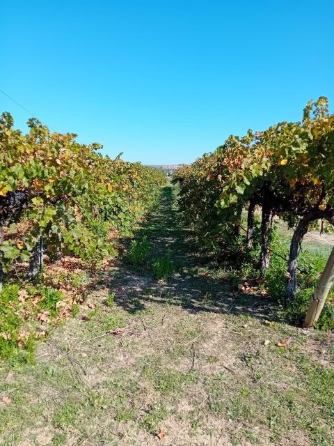 Discover Madrid's Best: Exclusive Wine Tour & Tastings Await - Why This Tour Is a Must-Try in Madrid
