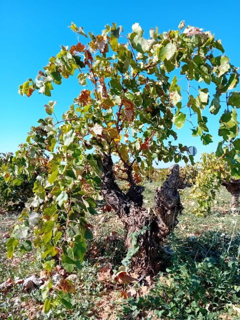 Discover Madrid's Hidden DO: Exclusive Winery Tour & Tasting - Discovering the Diversity of Madrid Wines