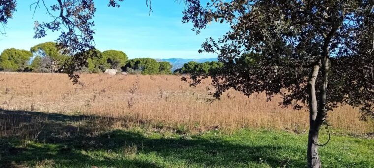 Discover Madrid's Hidden DO: Exclusive Winery Tour & Tasting - Immersion in Winemaking Techniques