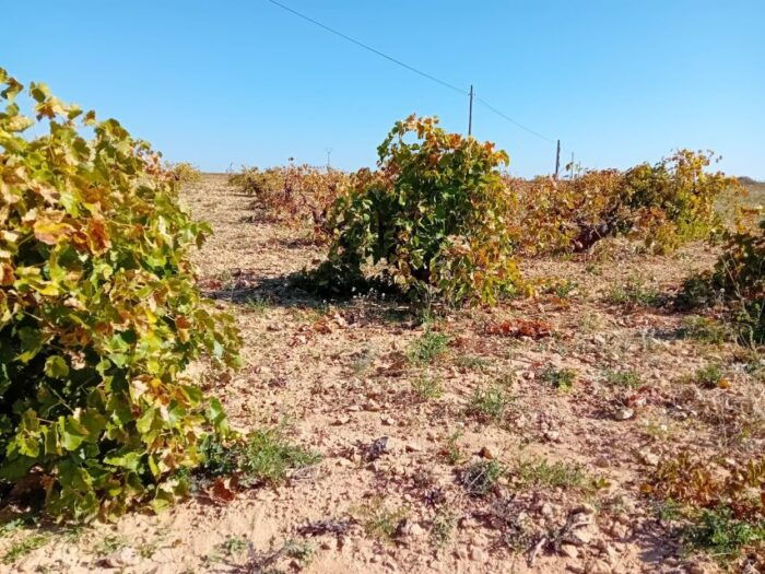 Discover Madrid's Hidden DO: Exclusive Winery Tour & Tasting - Customer Testimonials and Experiences