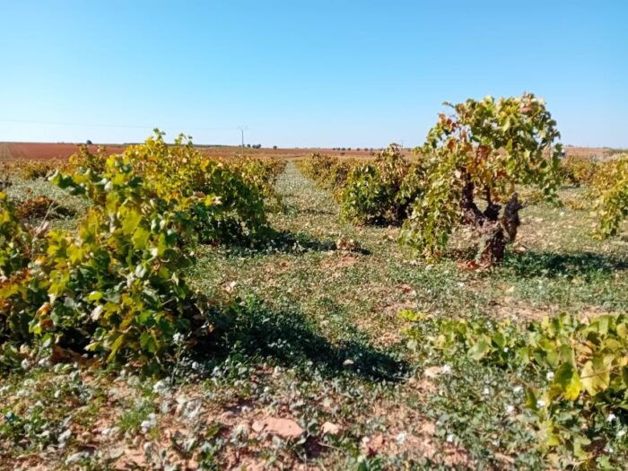Discover Madrid's Hidden DO: Exclusive Winery Tour & Tasting - Common Questions