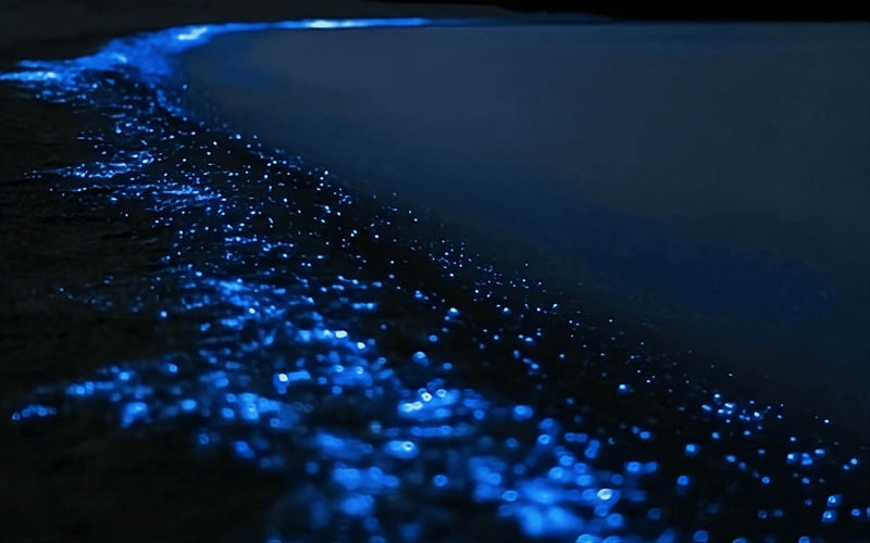 Discover Magic on Aucklands Original Bioluminescence Kayak Tour - Key points before you book