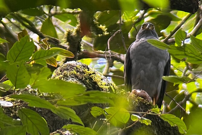 Discover Monteverde's Enthralling Bird Watching Adventure - Bird Species to Look Out For