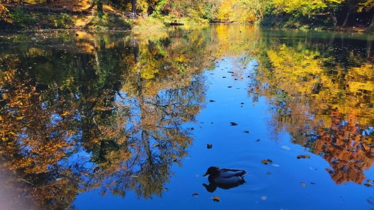 Discover Monzas Royal Villa: Private Tour of Regal Elegance - Tour Pricing and Duration