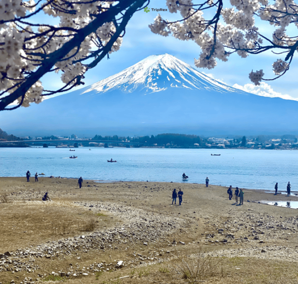 Discover Mount Fuji: Private Car/Van Day Tour From Tokyo - Booking Process