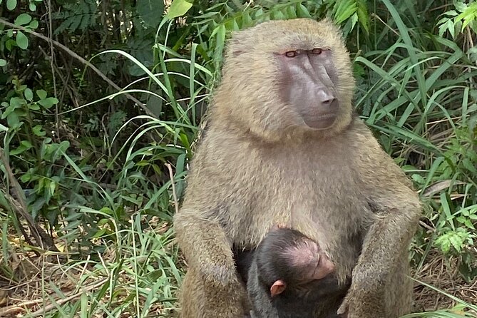 Discover Nature at Shai Hills and Akosombo: Wild Animals, Caves & Volta Lake - Optional Round-Trip Hotel Transfers