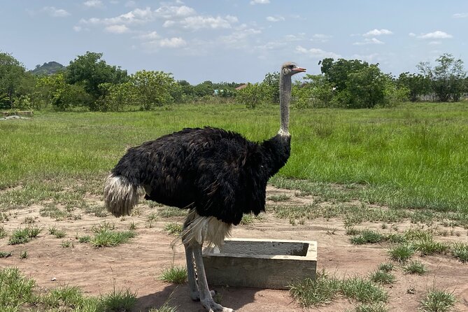 Discover Nature at Shai Hills and Akosombo: Wild Animals, Caves & Volta Lake - Personalized Private Tour Experience