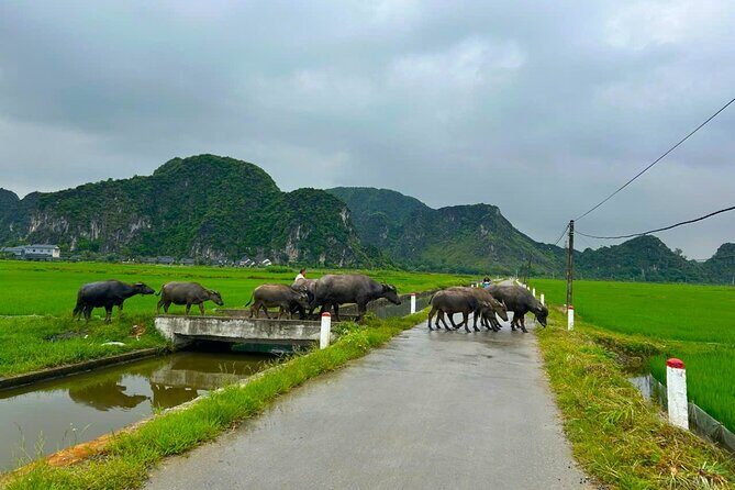 Discover Ninh Binh's Hidden Gems: A Scenic Jeep Journey - FAQs