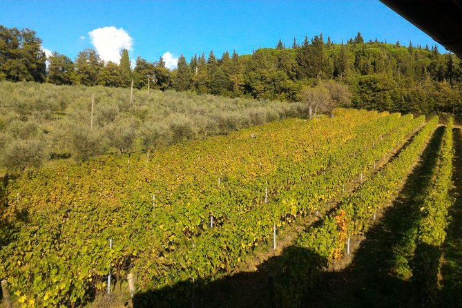 Discover Organic and Biodynamic Chianti Small Wineries - Culinary Delights of Tuscany