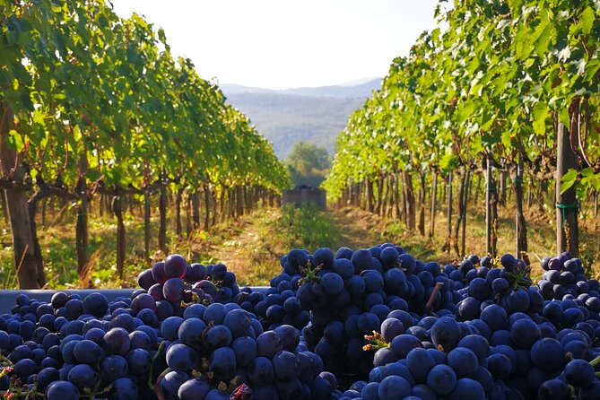 Discover Organic Wines in a Guided Tour and Tasting - Eco-friendly Practices