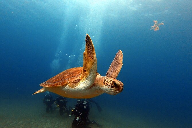 Discover PADI Scuba Diving in the Tortugas Area in Playa De Abades. - PADI Scuba Diving Certification Requirements