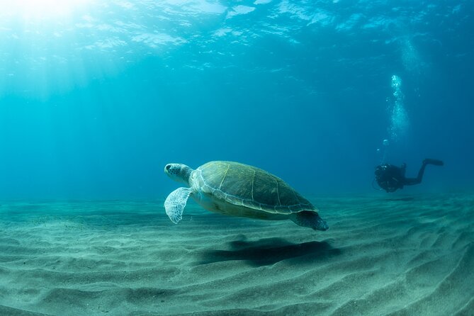 Discover PADI Scuba Diving in the Tortugas Area in Playa De Abades. - Equipment Provided for the Dive Experience
