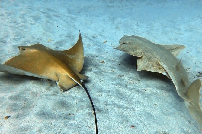 Discover PADI Scuba Diving in the Tortugas Area in Playa De Abades. - Tips for an Enjoyable Scuba Diving Experience