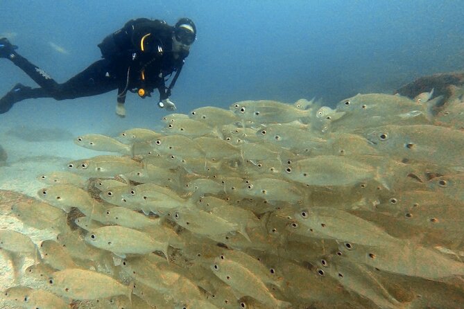 Discover PADI Scuba Diving in the Tortugas Area in Playa De Abades. - Additional Activities and Attractions in Playa De Abades