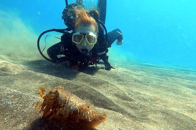Discover PADI Scuba Diving in the Tortugas Area in Playa De Abades. - The Sum Up