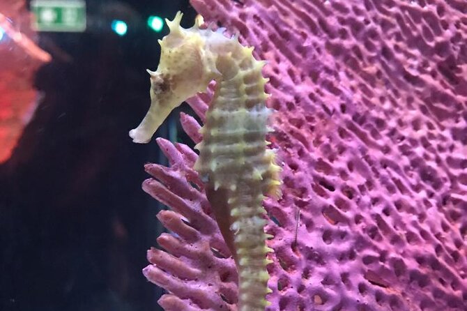 Discover Pattaya Underwater World With FREE Hotel Pickup - Overview and Highlights of Underwater World Pattaya