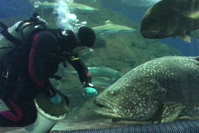 Discover Pattaya Underwater World With FREE Hotel Pickup - Additional Information About Underwater World Pattaya