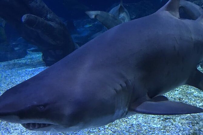 Discover Pattaya Underwater World With FREE Hotel Pickup - Hotel Pickup Information for Underwater World Pattaya
