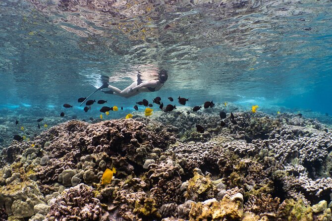 Discover Pawai Afternoon Reef Snorkel - Pawai Afternoon Reef Snorkel Experience
