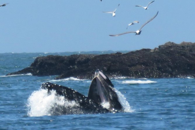 Discover Point Reyes Natural Wonders and Ancient Redwoods All-Inclusive - Tour Overview